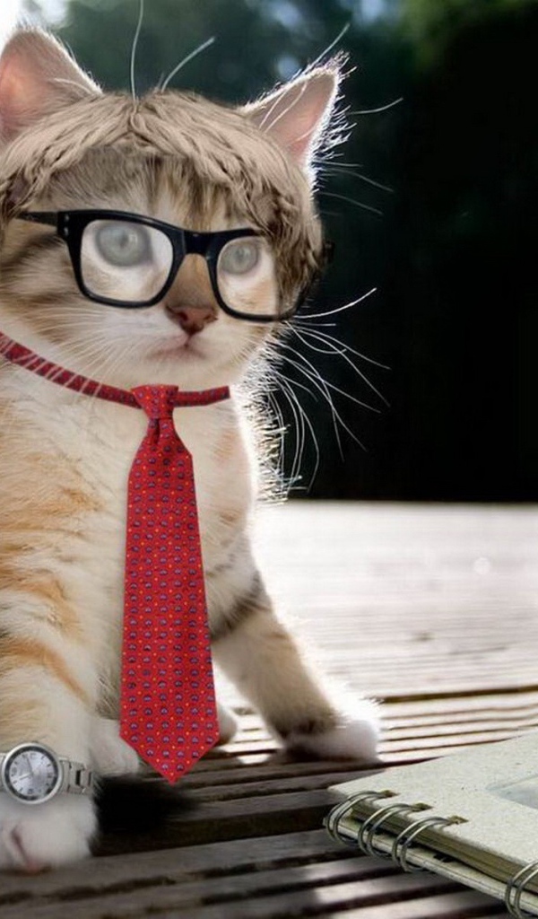 Стильный котенок