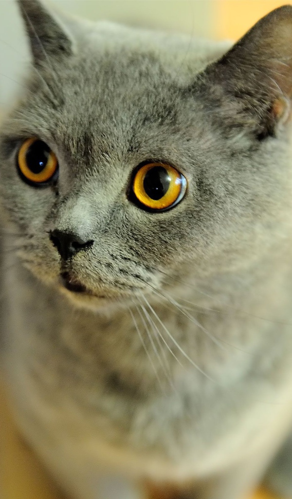 Удивленная британская короткошерстная кошка