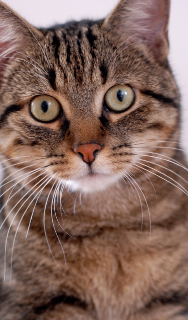 Удивленная европейская короткошерстная кошка