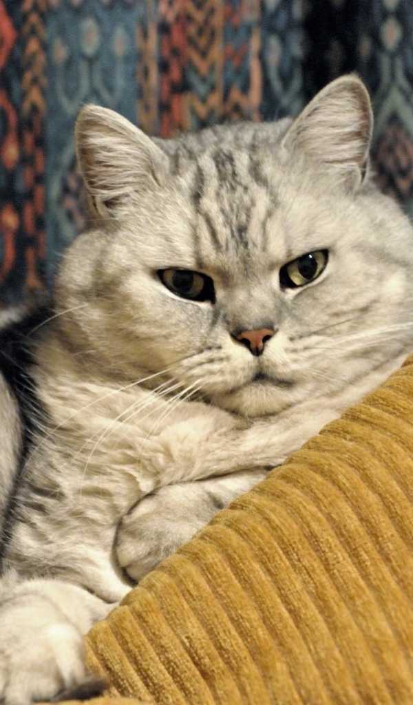 Милая британская короткошерстная кошка