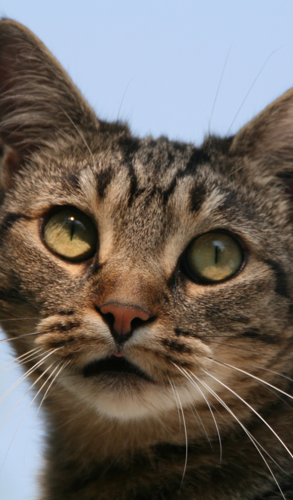 Милая европейская короткошерстная кошка