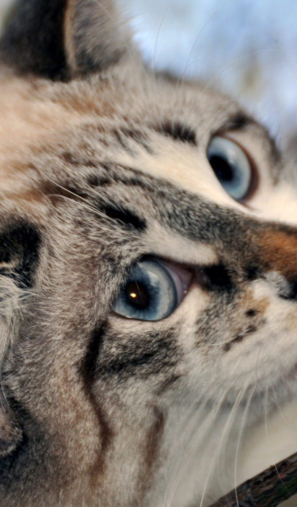 Голубоглазый кот