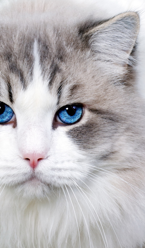 Голубоглазый кот охос азулес