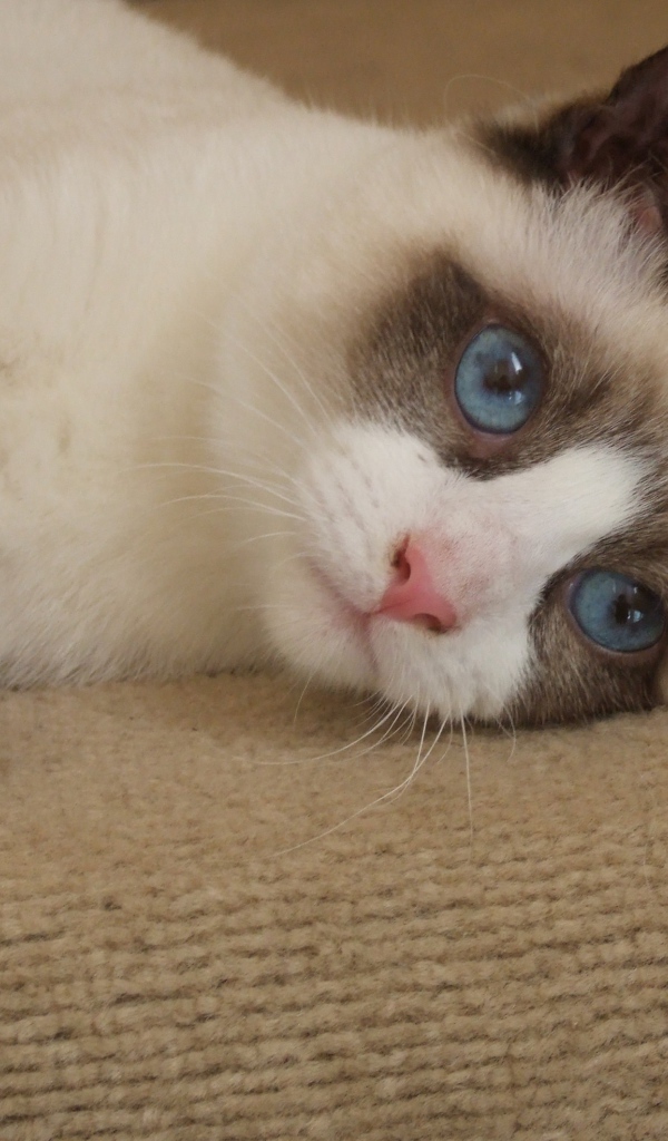 Голубоглазый кот сноу-шу