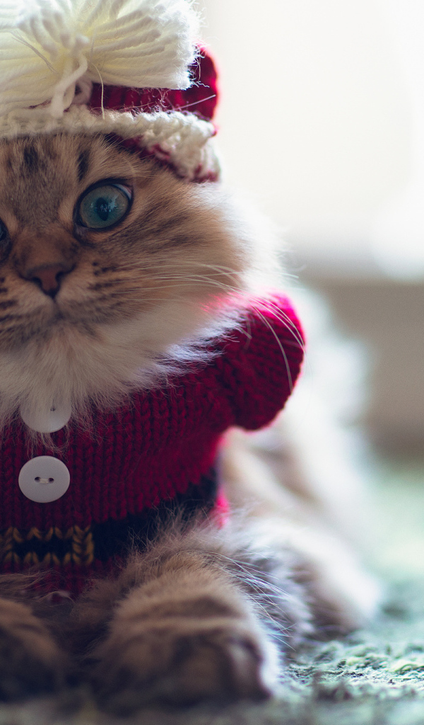 Кот в одежде