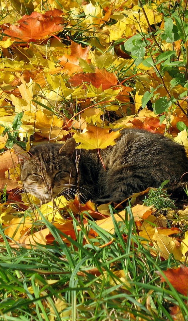 Кот в осенней листве