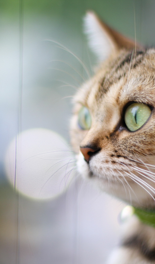 Кот в зеленом ошейнике