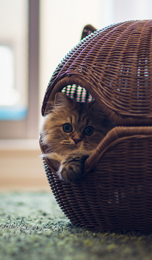 Кот в оригинальной корзине