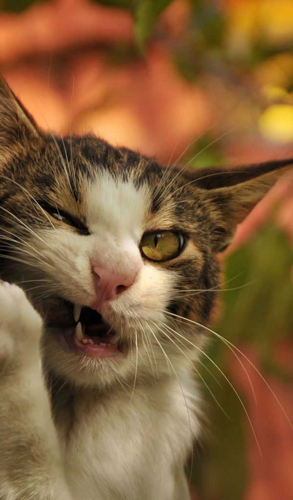 Кот грызет палку