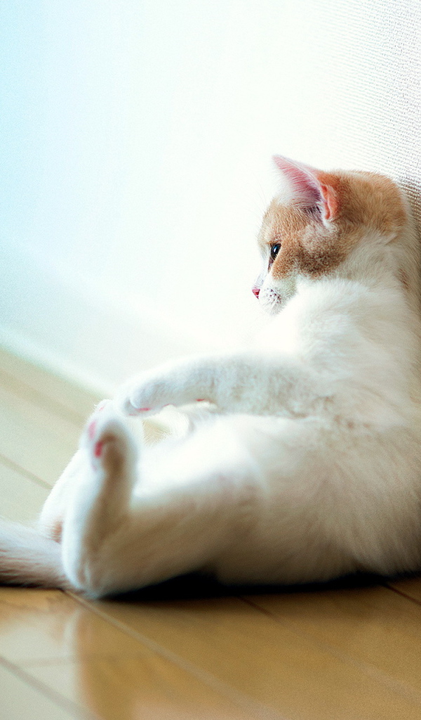 Кошка отдыхает у стены