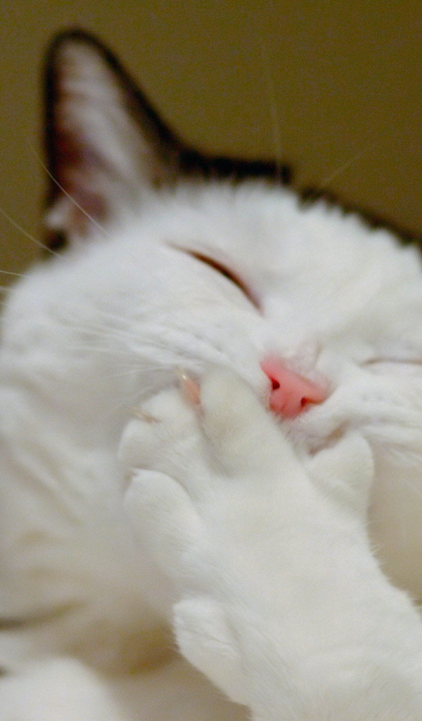 Кот смеется