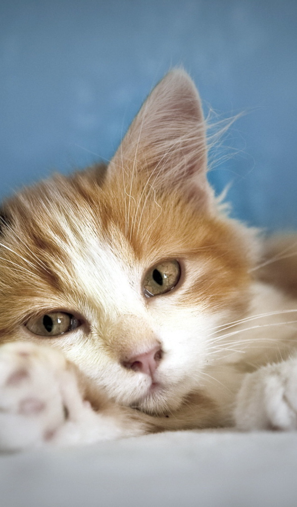 Кошка лежит на лапе