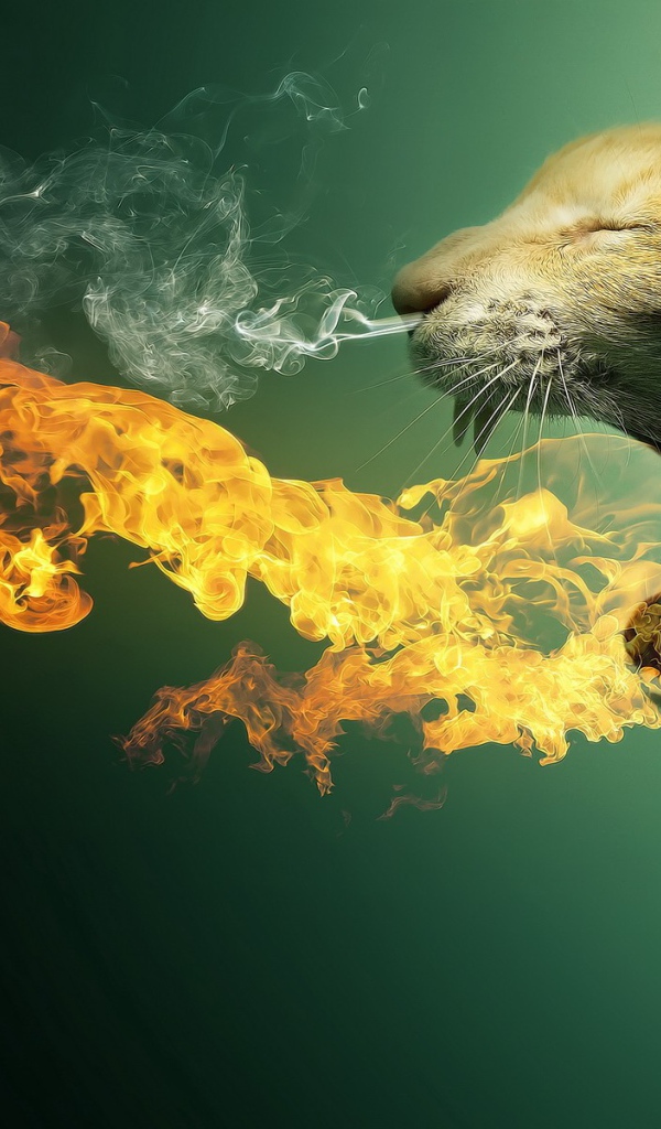Кот изрыгающий огонь