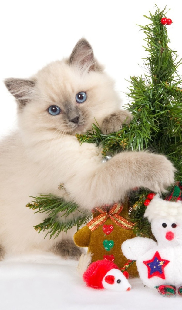 Котенок играет с елкой