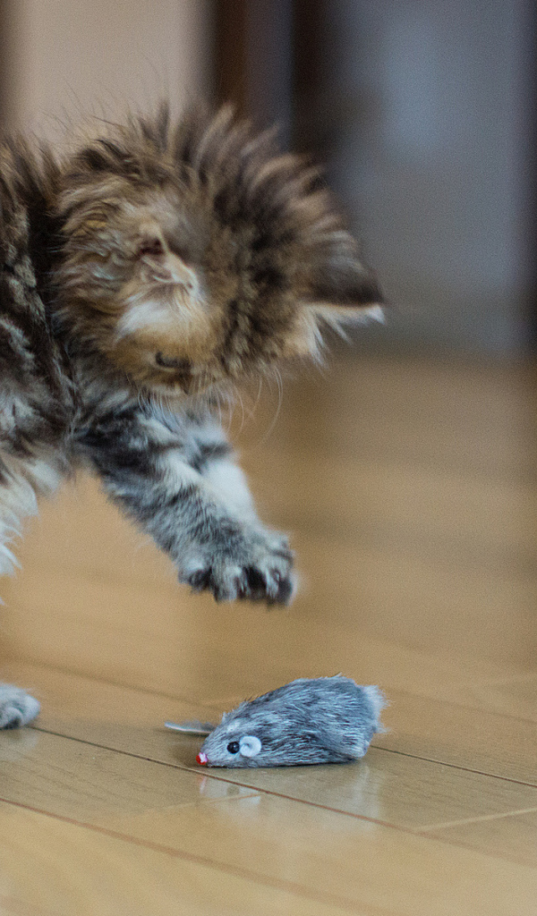 Котенок играет с мышкой