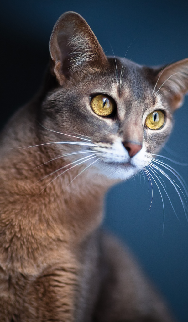 Кошка подняла уши