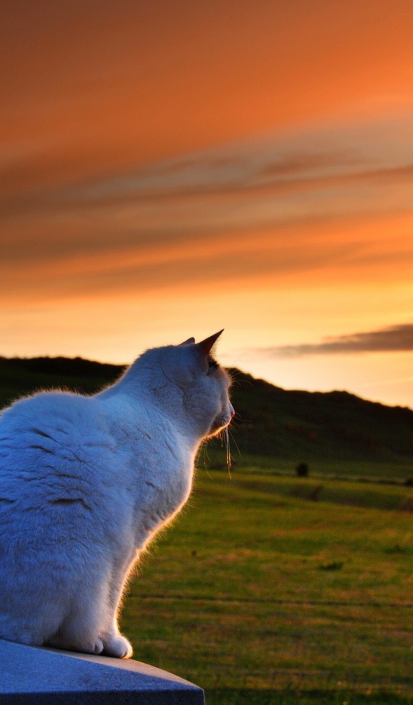 Кот провожает солнце