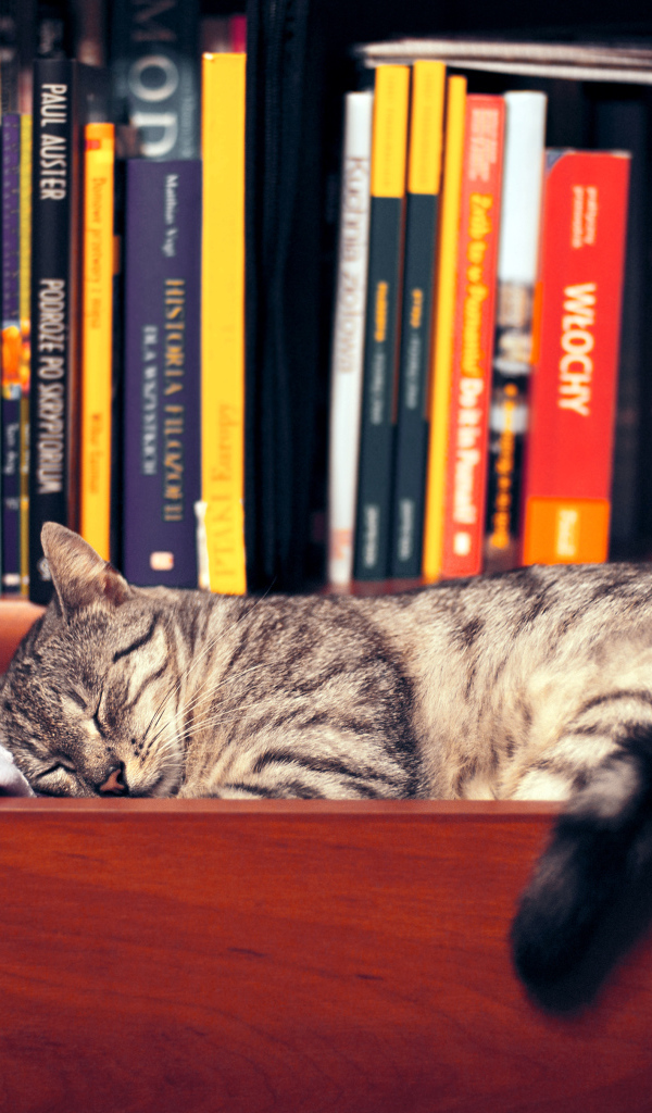 Кот спит в шкафу