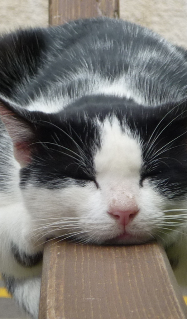 Кот спит на заборе