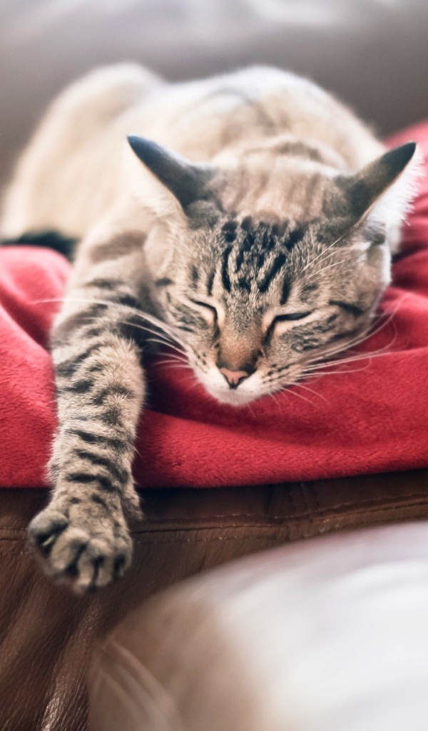 Кот спит свесив лапу