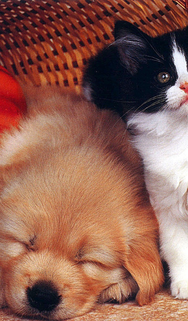 Собака спит а кот охраняет