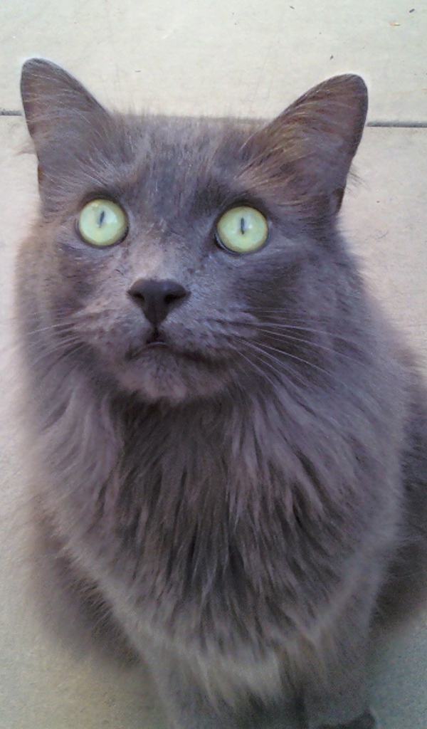 Зеленоглазый кот нибелунг