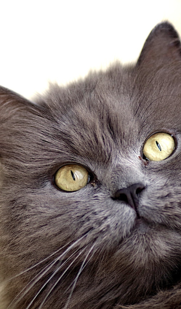 Зеленоглазый пушистый кот