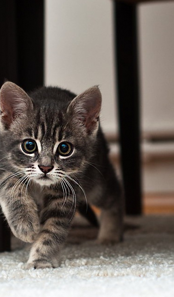 Котенок идет по ковру