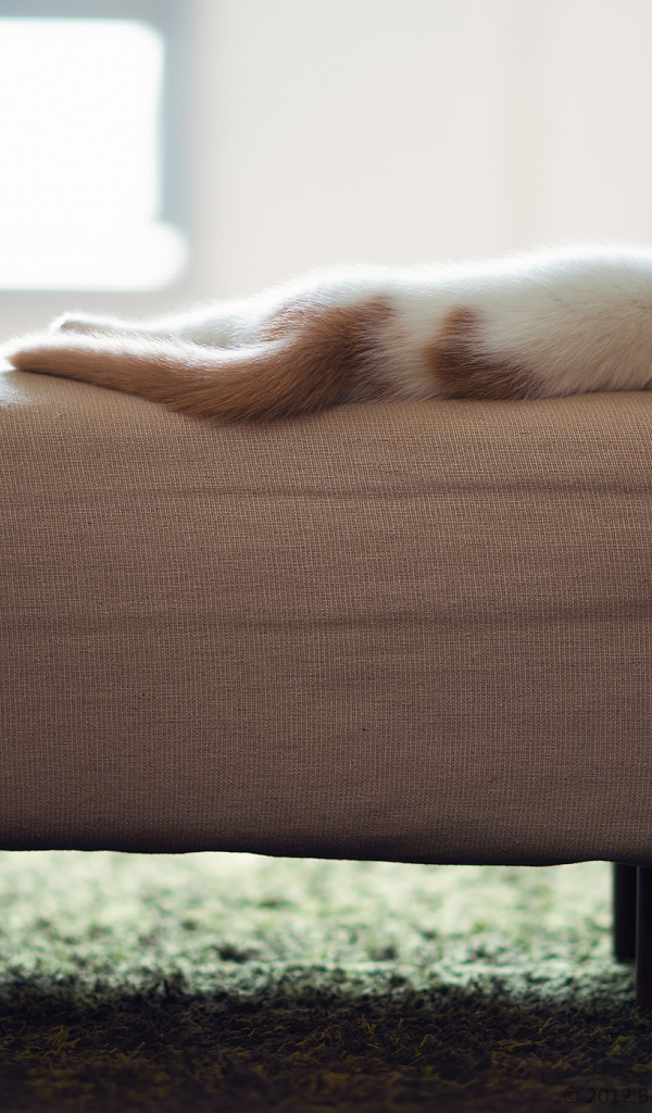 Котенок спит на пуфике