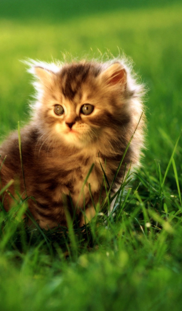 Маленький серый котенок в траве