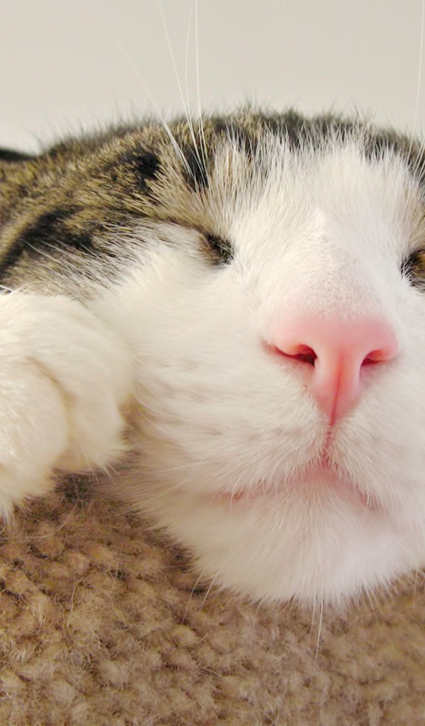Морда спящего кота