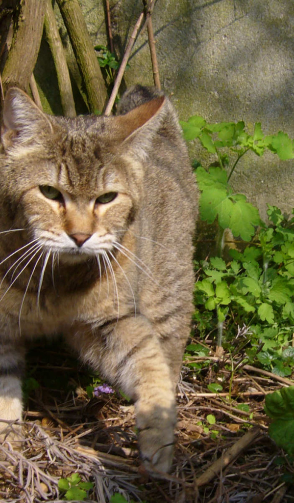 Хозяин сада пиксибоб