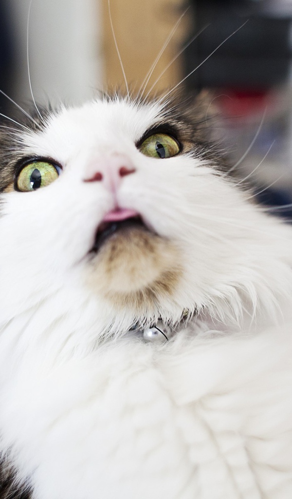 Удивленная морда кота