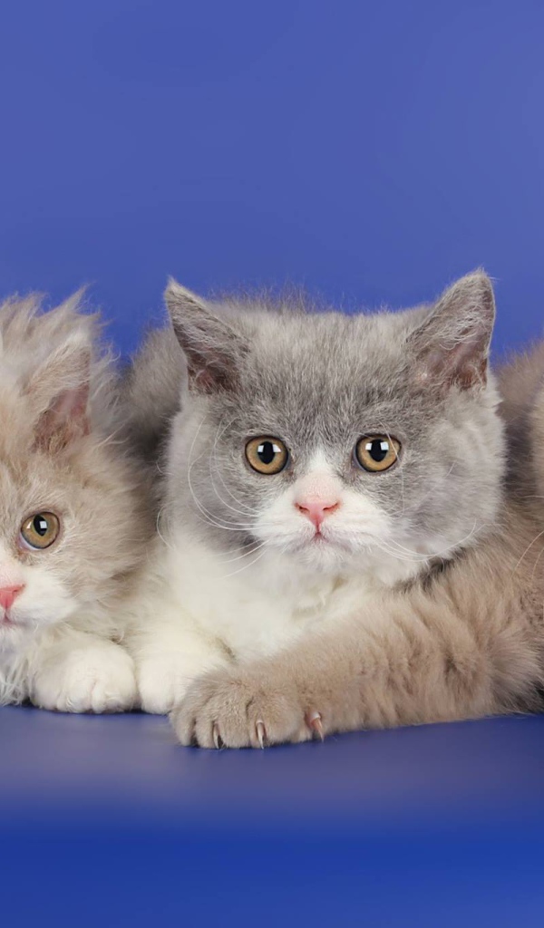 Три котенка селкирк рекс