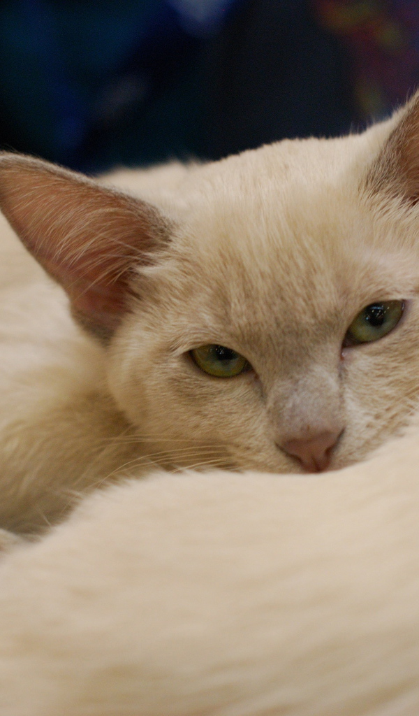 Пушистая тонкинская кошка