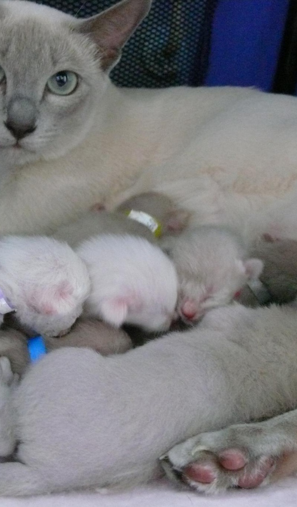 Тонкинская кошка с котятами