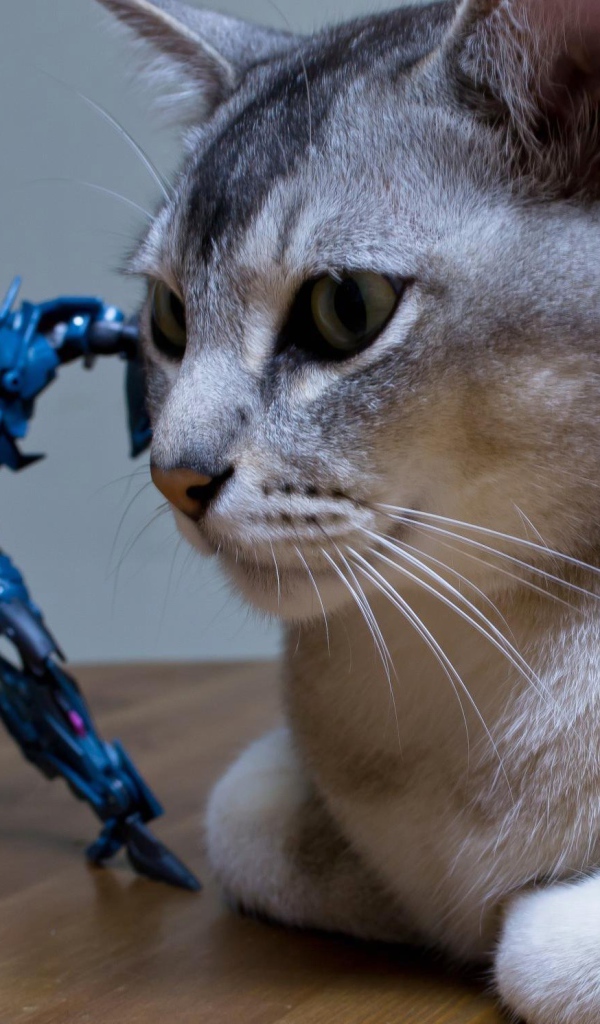 Игрушка атакует кошку бурмилла