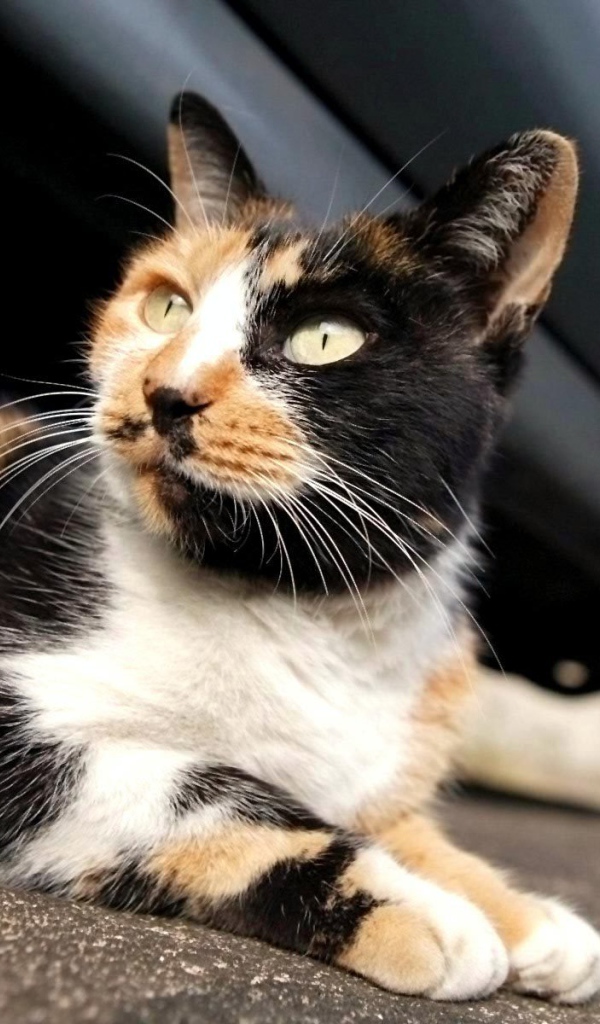 Трехцветная американская жесткошерстная кошка