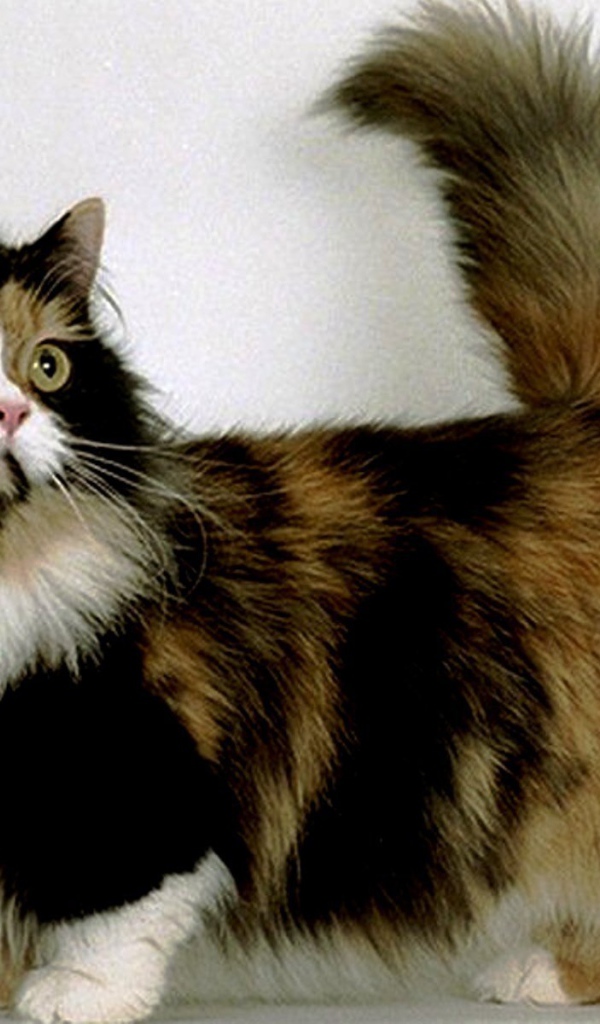 Трехцветная кошка манчкин