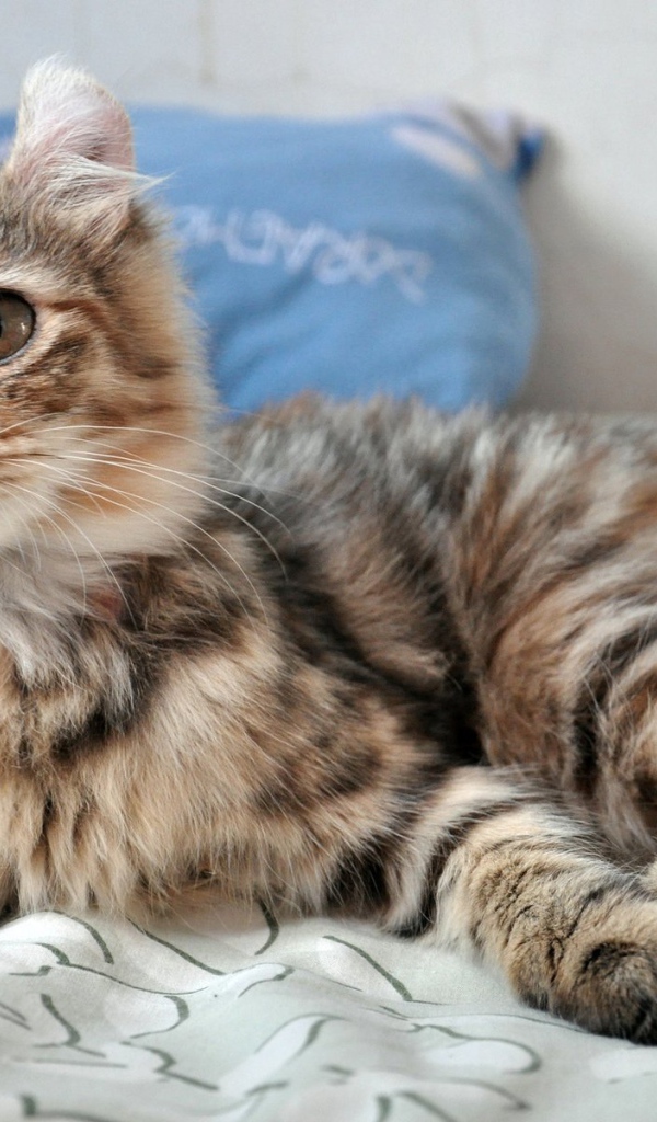 Трехцветный котенок американский керл