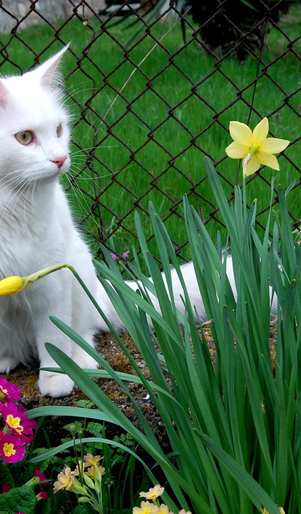 Кошка турецкая ангора среди цветов