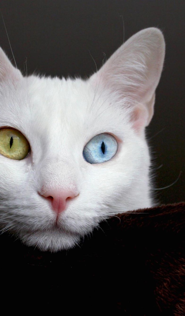 Мордочка кота турецкая ангора