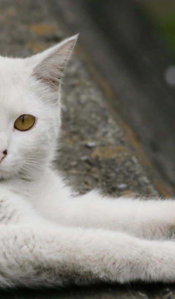 Турецкая ангора отдыхает