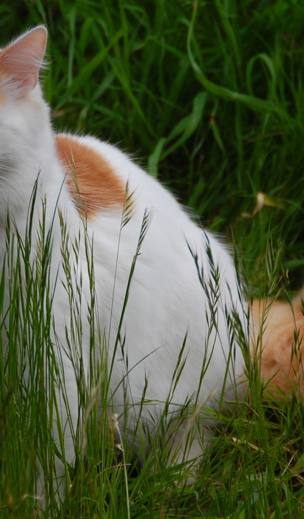 Турецкий ван на природе