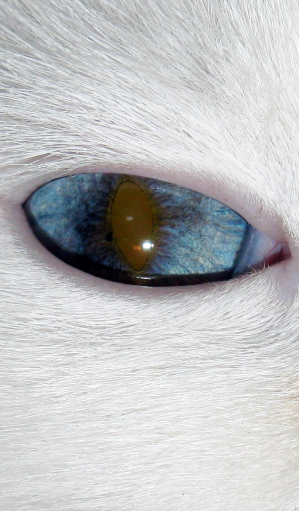 Глаз кота турецкий ван