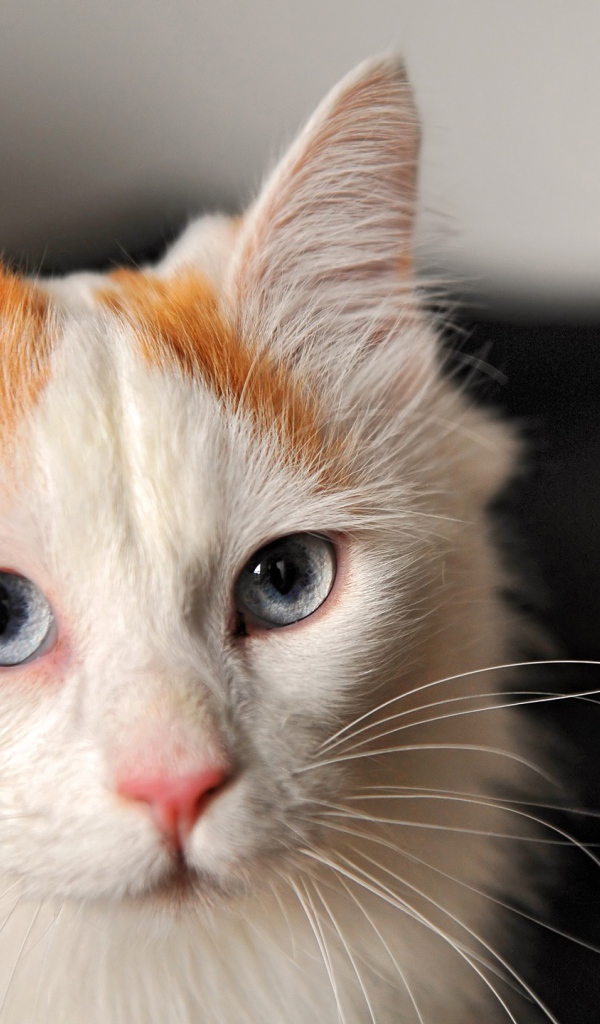 Котенок турецкий ван