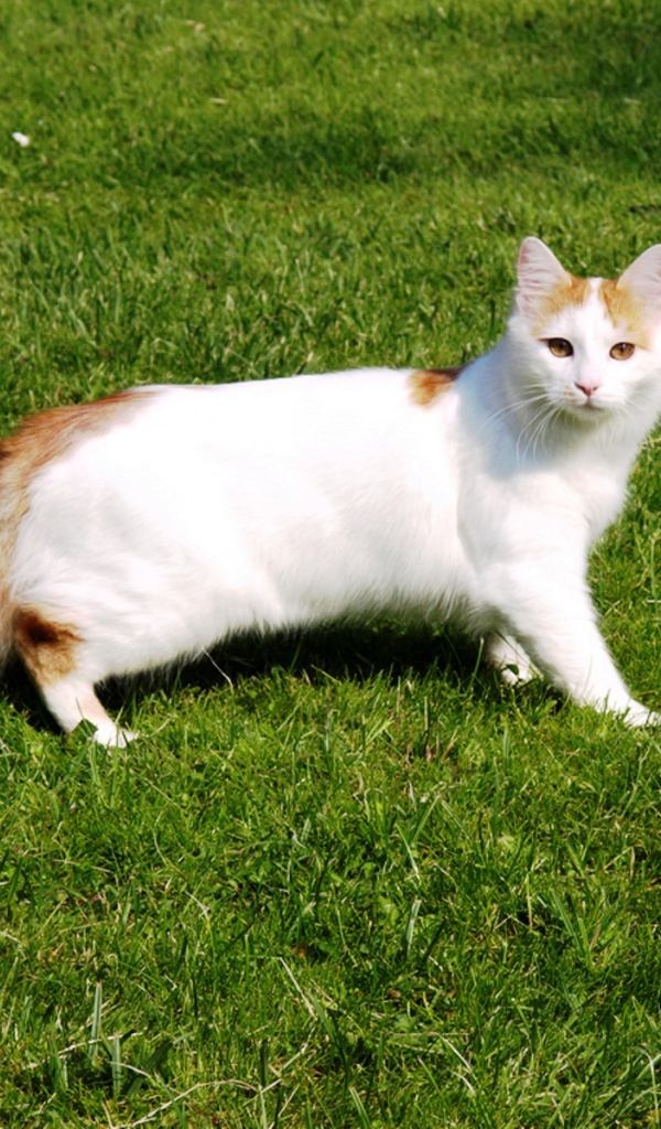 Турецкий ван на траве