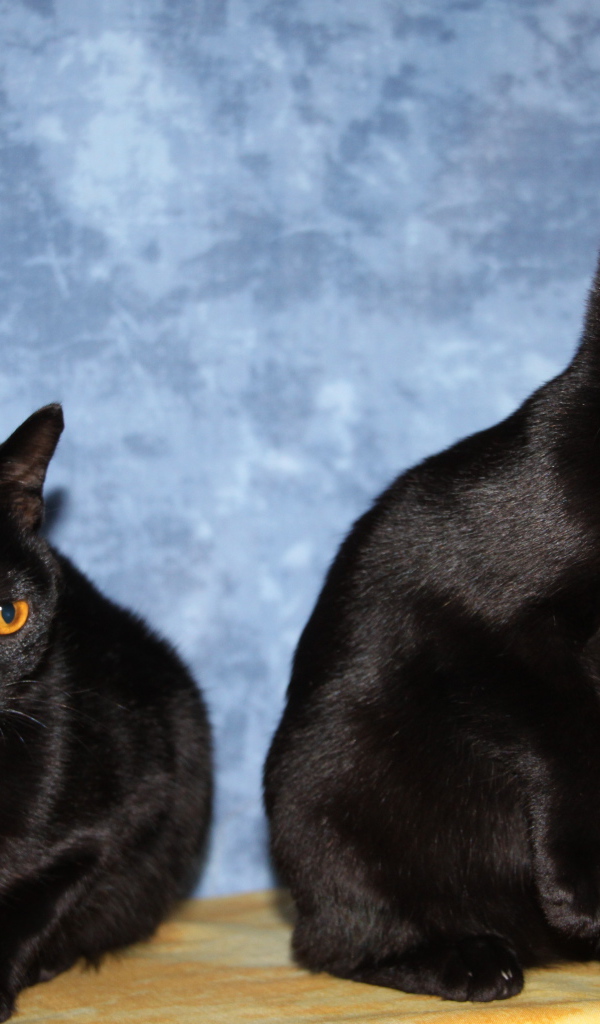 Две бомбейских кошки