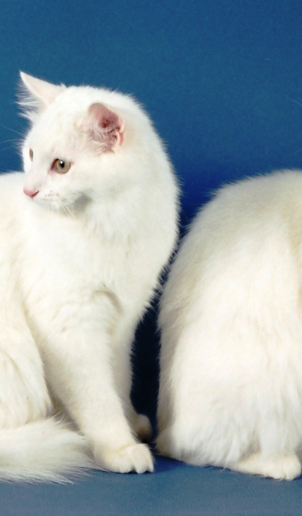 Два кота турецкая ангора