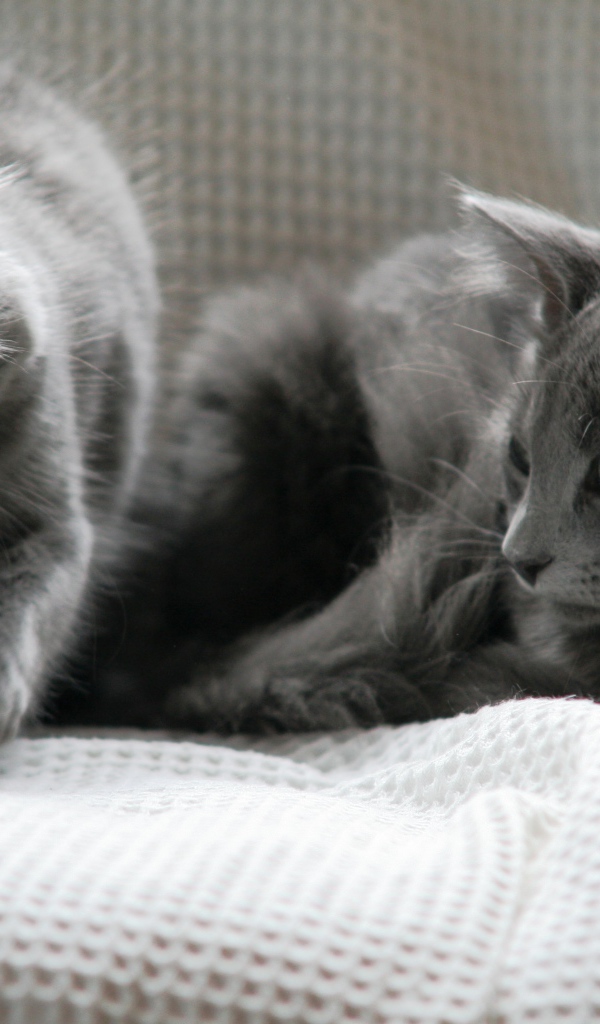 Два кота нибелунга